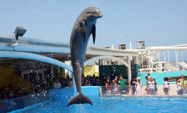 Avanza en Senado prohibir espectáculos con mamíferos marinos