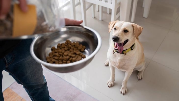 La dieta de carne cruda para perros aumenta los riesgos de E. coli resistente a medicamentos