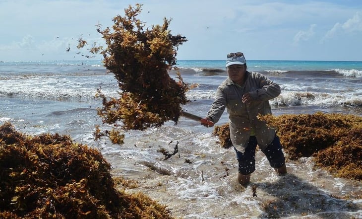 Presencia de sargazo en playas yucatecas aleja a turistas
