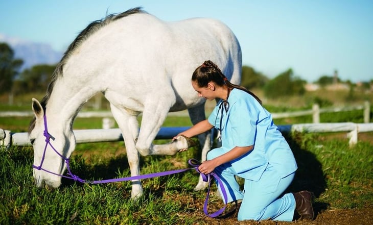 Alertan por virus en caballos que también puede afectar a humanos