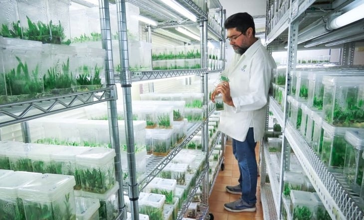 Científicos yucatecos produjeron 700 mil plantas de agave para aumentar producción del mezcal