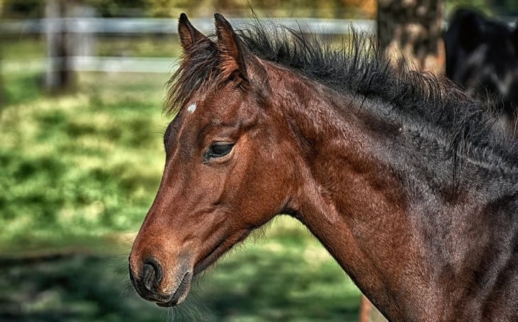 Activan alerta en Argentina por virus en caballos que puede afectar a los humanos 