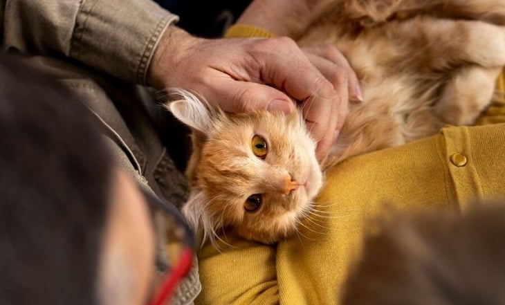 DIY: aprende a realizar un refugio para los gatos de la calle