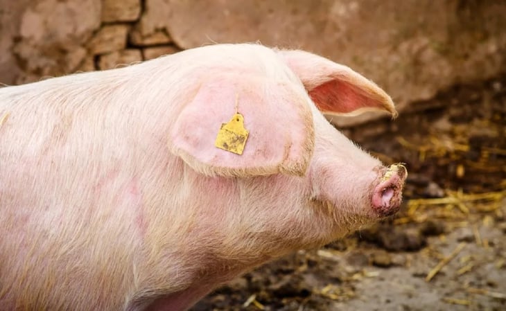 Detectan en primer caso de gripe porcina en un ser humano