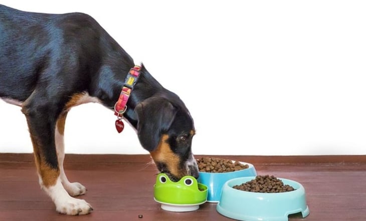 3 razones por la que no debes dejar nunca la comida de tu perro todo el día en su plato