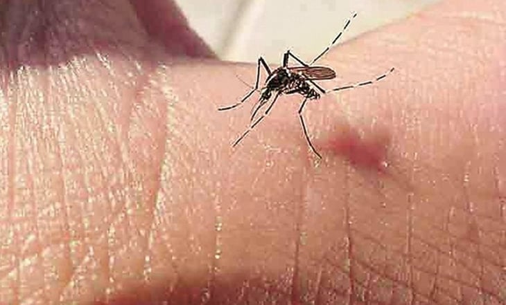 Suman 32 muertes por dengue en Morelos; llaman a extremar medidas preventivas
