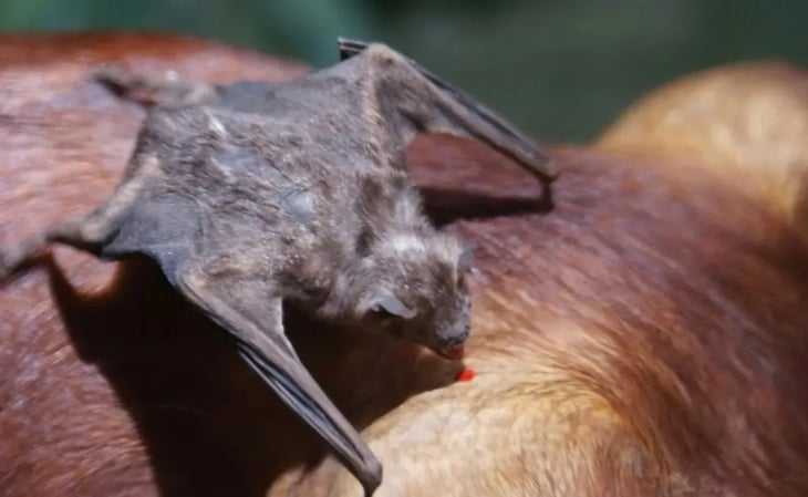 Advierten que murciélagos vampiro podrían emigrar a Estados Unidos por el cambio climático