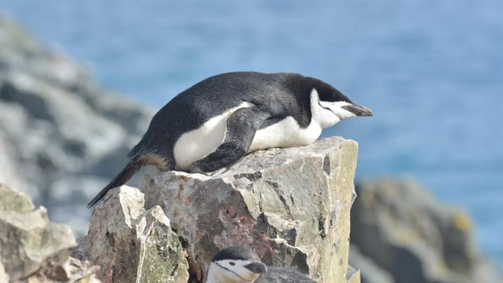 Algunos pingüinos toman siestas miles de veces al día, según los investigadores