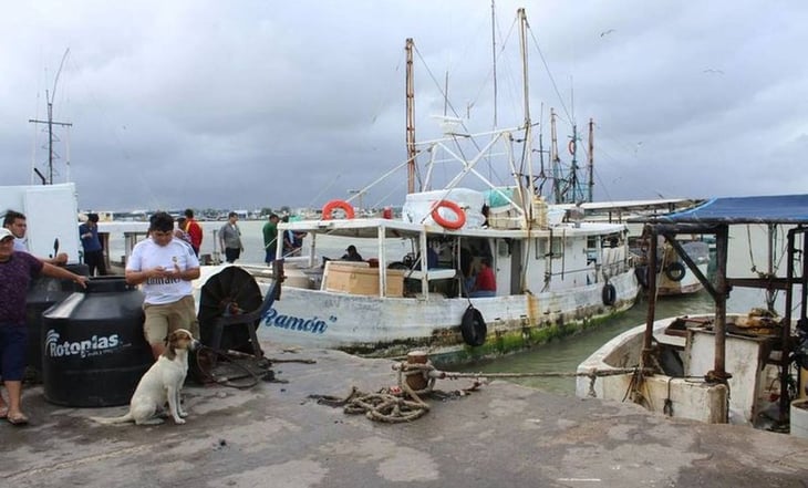 Pescadores yucatecos resignados, con baja captura de pulpo