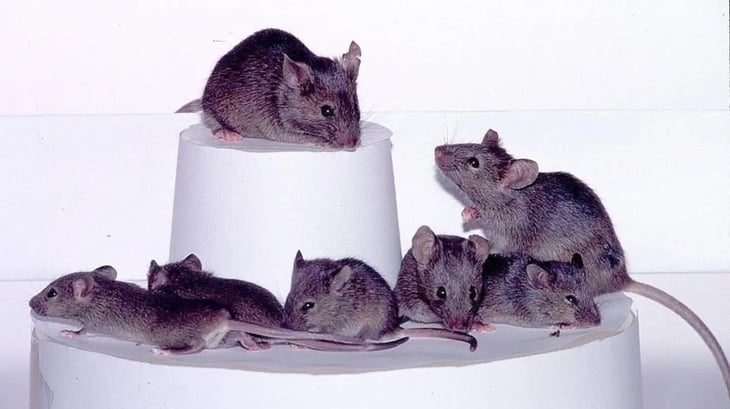 Los ratones pasan la ‘prueba del espejo’, lo que sugiere que se reconocen a sí mismos