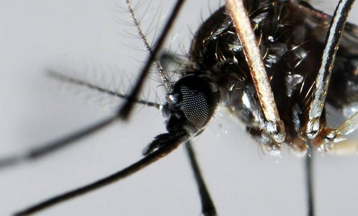 Reportan en Malí al menos 21 muertos por un brote de dengue y al menos 600 casos