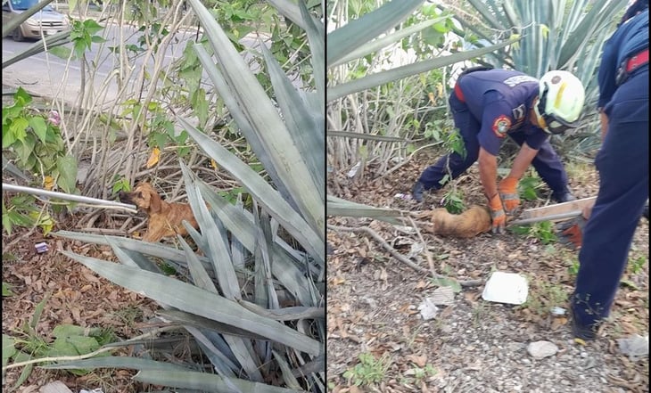 Rescatan a perro atrapado entre espinosas plantas de agave en Yucatán