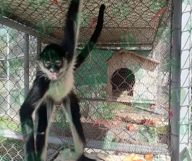 Un mono de 5 años con características muy peculiares llegó al Zoológico de Monclova