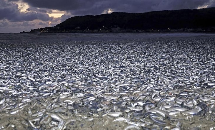Hallan miles de sardinas muertas en costas de Japón, ¿qué pasó?