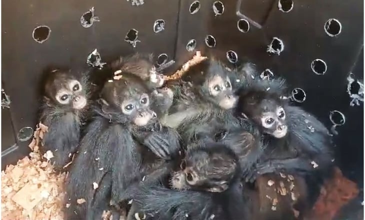 Rescatan 20 monos araña bebé transportados en condiciones precarias en Chiapas