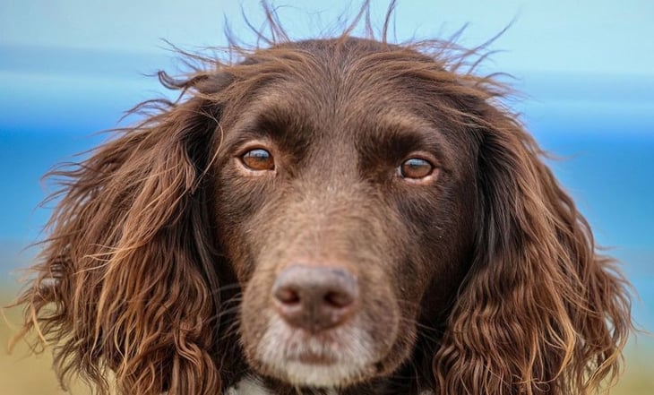Descubre la razón por la que los perros se arrancan el pelo