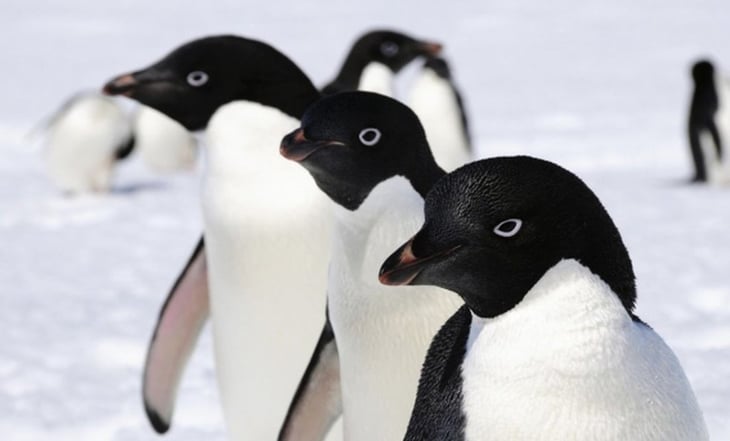 ¿No existen los pingüinos? Especie conocida hasta ahora no sería la original