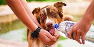 ¿Cómo curar el golpe de calor en perros? Esto es lo que hay que saber