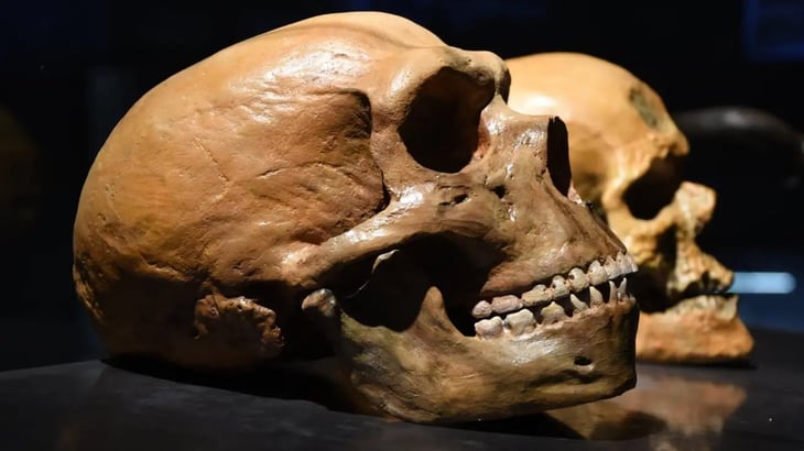 Los genes neandertales podrían explicar por qué algunos de nosotros somos personas mañaneras