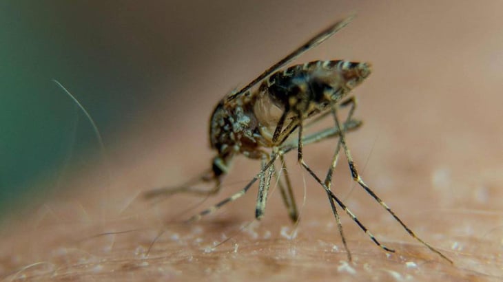 El riesgo de malaria en los viajeros que regresan se mantiene durante 2 semanas