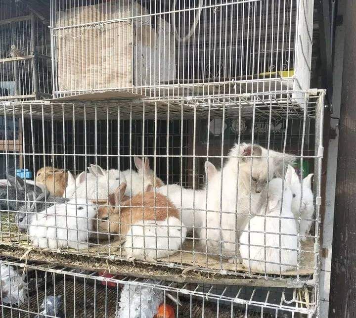 Protección y Control Animal de Monclova multa a forrajera por vender animales domésticos en malas condiciones