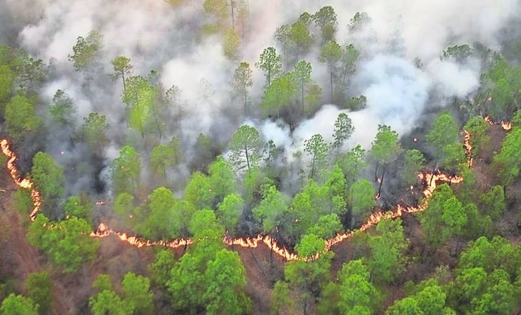 2023, año devastador para el planeta por los incendios forestales
