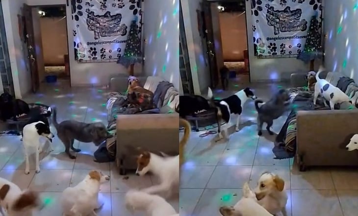 ¡Una fiesta muy perruna! Albergue transmite a perritos 'bailando' y se vuelve viral el video en TikTok