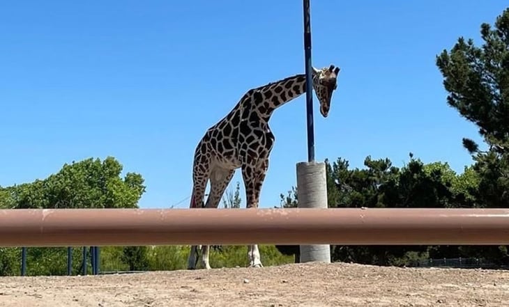 ¡La jirafa Benito ya tiene nuevo hogar! Parque en Puebla lo recibirá, tras denuncias de maltrato animal