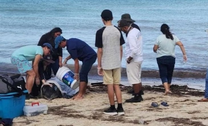 Rescatan a dos delfines varados en playas de Yucatán