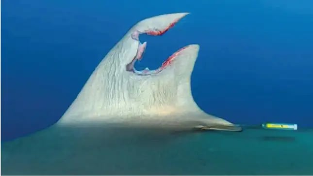 El tiburón regeneró su aleta dorsal rota, dicen los científicos