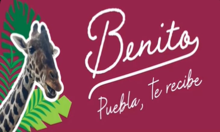 Gobierno de Puebla ofrece pagar traslado de la jirafa “Benito”