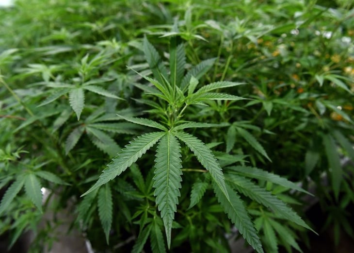 La marihuana cumple los criterios para ser reclasificada como droga de menor riesgo