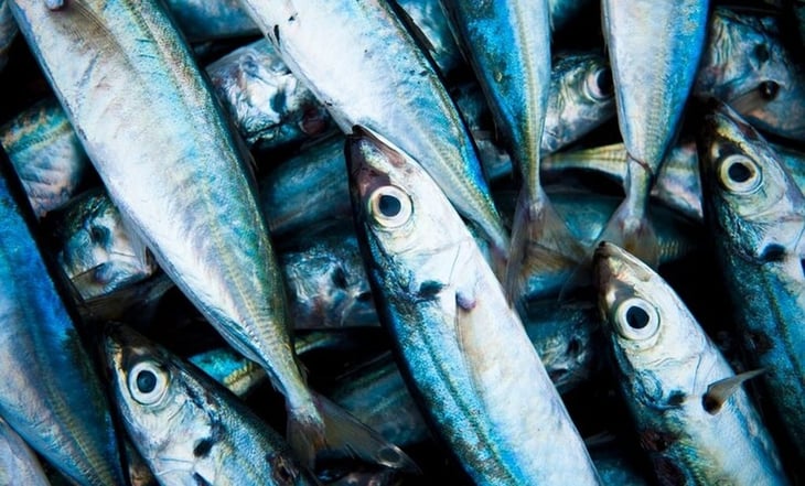 El tipo de pescado que ofrece una variada cantidad de nutrientes para tu organismo