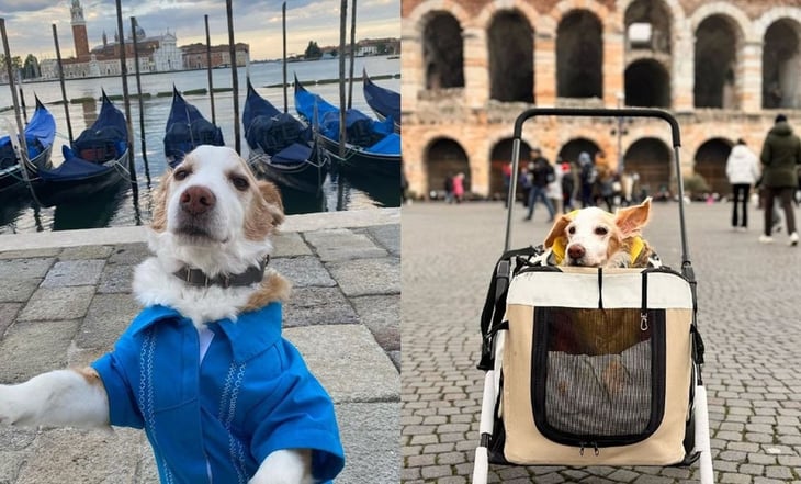 ¡Vuela alto, 'Mazapán'! Muere perrito que se viralizó en redes luego de mudarse de México a Italia