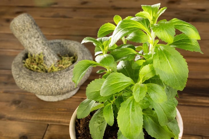 Stevia: mitos y verdades sobre esta planta medicinal y edulcorante natural