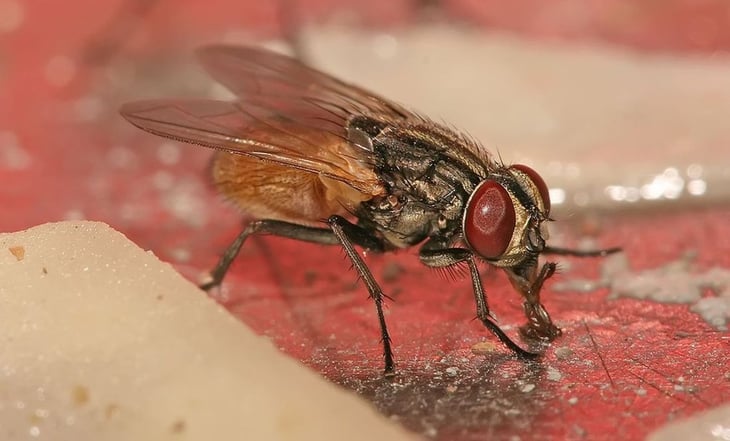 ¿Debes o no debes seguir comiendo tu comida luego de que una mosca se pare en ella?
