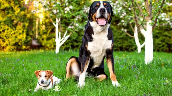 Perros pequeños vs grandes: ¿Cuáles viven menos?