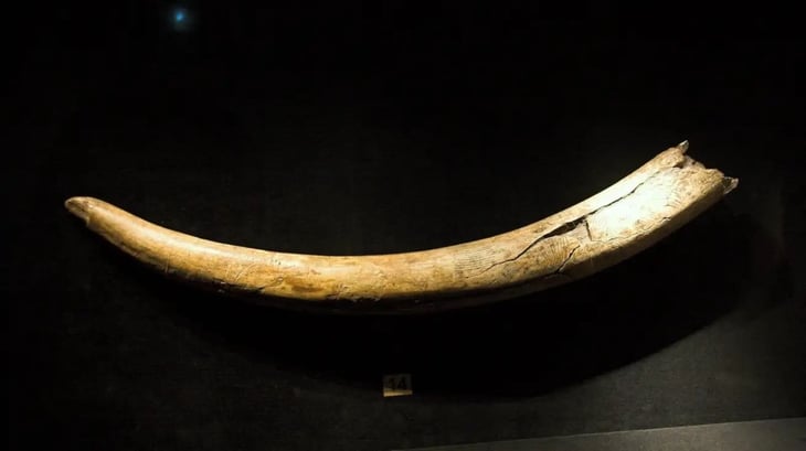 Un colmillo de 14,000 años muestra el camino de Mammoth hacia un camping de la Edad de Hielo