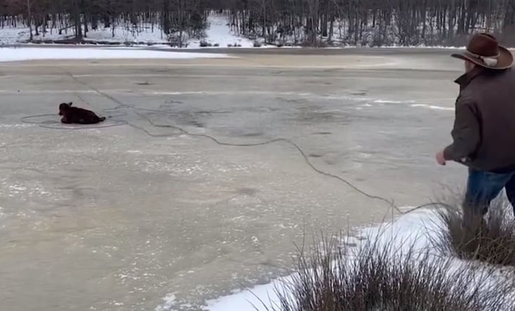 Vaquero rescata a un ternero de un estanque congelado en Arkansas