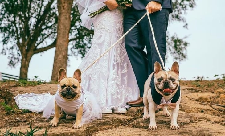 ¿Tu mascota puede ser testigo de boda en el registro civil? Esto es lo que se sabe