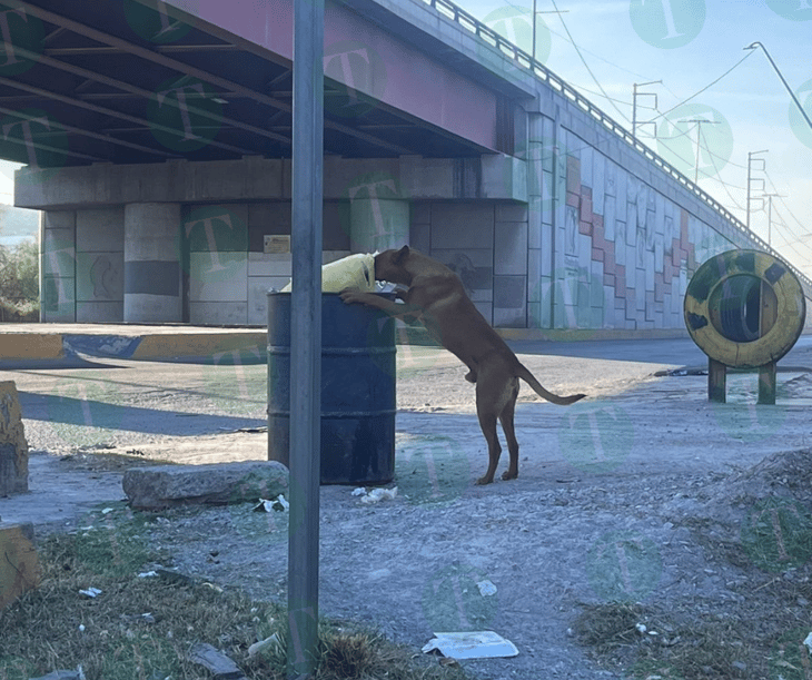 Animales en estado de calle se alimentan en basureros 