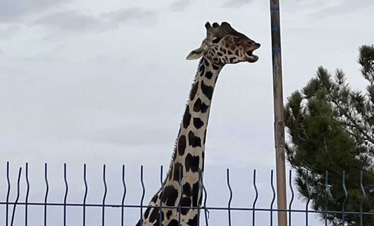 ¡La espera terminó! Alistan últimos detalles para el traslado de la jirafa 'Benito' a Puebla