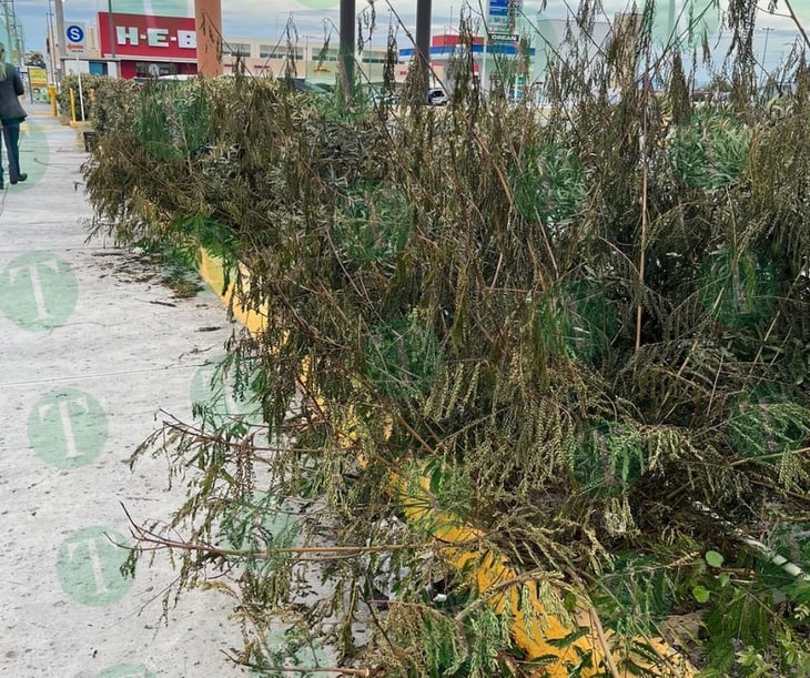Plantas afectadas por las bajas temperaturas en Monclova