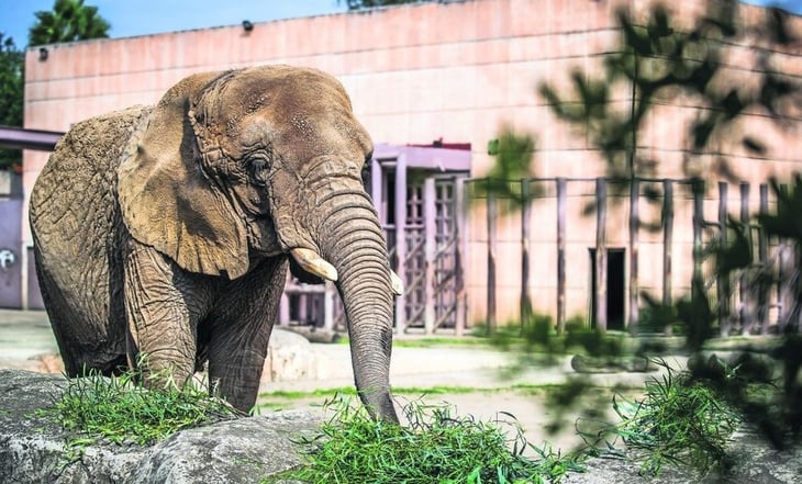 ¿Por qué llaman a 'Ely' la elefanta 'más triste del mundo'?