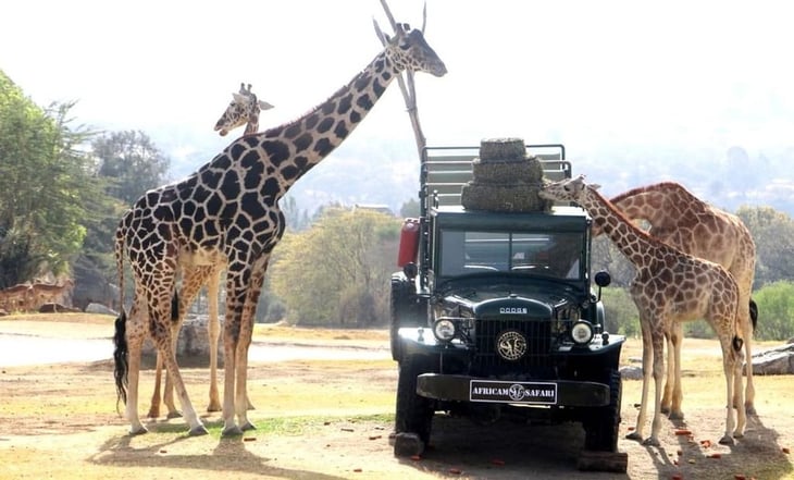 Así fue el encuentro de la jirafa 'Benito' con la manada en Africam Safari: VIDEO