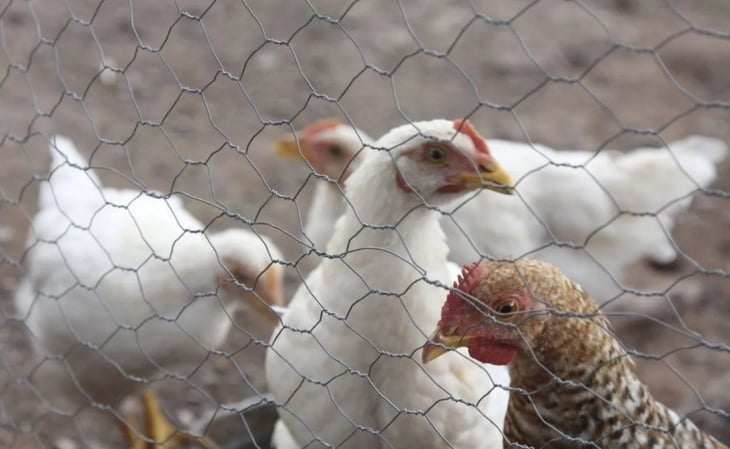 Afecta brote de gripe aviar en California; sacrifican más de un millón de aves