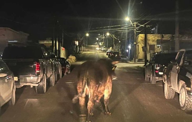 Un toro de más de 700 kg se escapa del lienzo charro, desatando el caos
