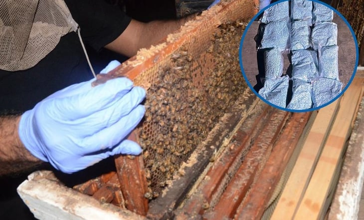 Hallan fentanilo y cocaína en paneles de abejas en Los Mochis-Sinaloa