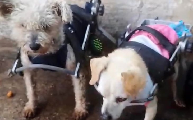 Piden apoyo para Tamy y Marge, perritas en silla de ruedas en Guadalajara 