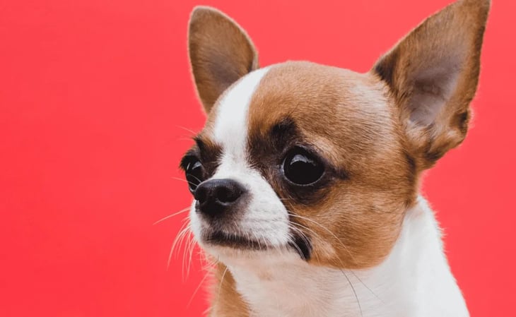 Perro Chihuahua casi mata a su dueño con una simple lamida de 'amor' ¡Incluía una bacteria!